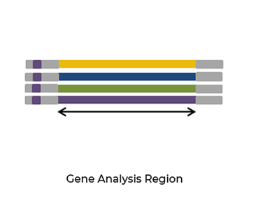 TriO PCR Ampilcon