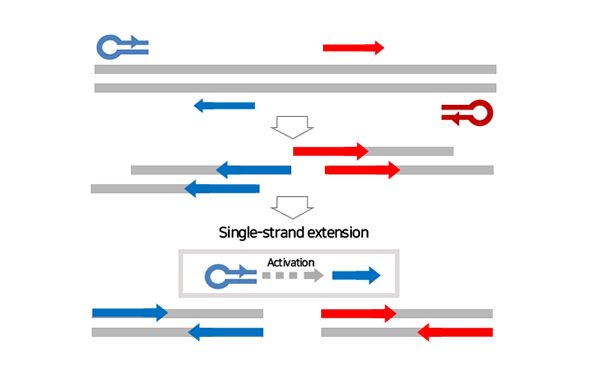 EnCleaP PCR